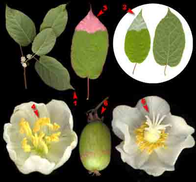  ,    Actinidia kolomikta (Maxim.) Maxim. 