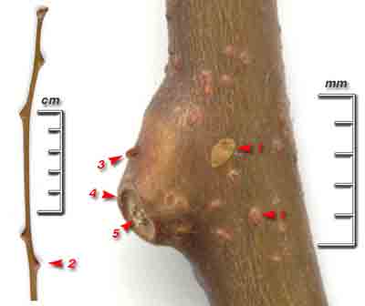  ,    Actinidia kolomikta (Maxim.) Maxim. 