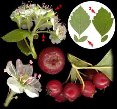  ,    Crataegus oxyacantha L.