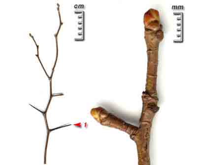  ,    Crataegus oxyacantha L.