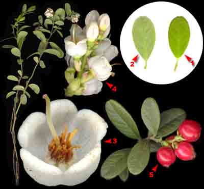   Vaccinium vitis-idaea L.