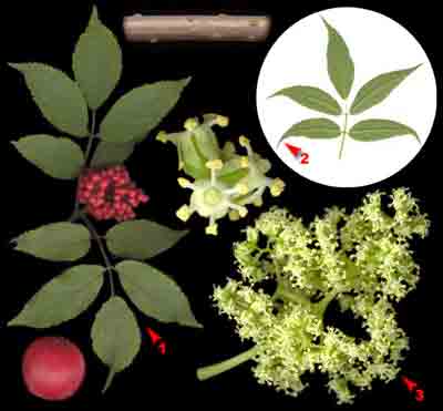  ,    Sambucus racemosa L.