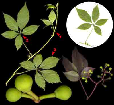     Parthenocissus quinquefolia (L.) Planch.