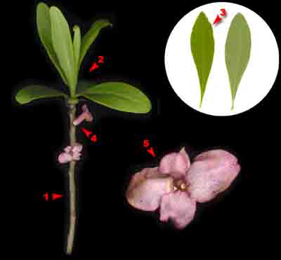  ,     Daphne mezereum L.