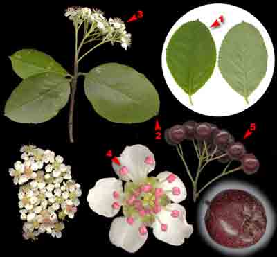  ,     Aronia mitschurinii Skvorts. et Maitul (A.melanocarpa auct. non (Michx.) Elliot)