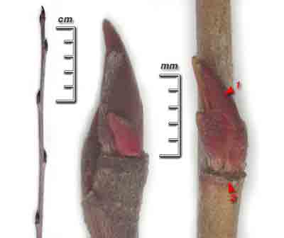  ,     Aronia mitschurinii Skvorts. et Maitul (A.melanocarpa auct. non (Michx.) Elliot)