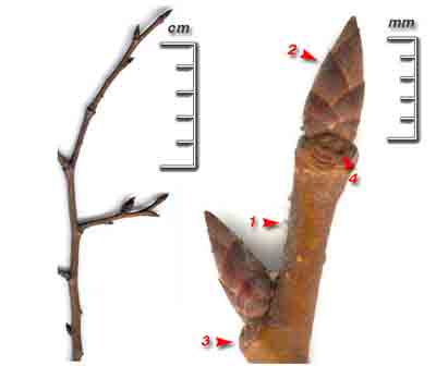  ,    Ulmus glabra Huds. (U. elliptica . Koch, U. scabra Mill., U. sukaczevii Andron.)