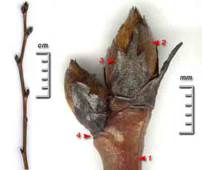    Pyrus communis L.