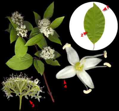 ĸ ,   ,    Swida alba (L.) Opiz (Thelycrania alba (L.) Pojark.)