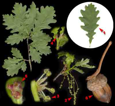  ,    Quercus robur L. (Q. pedunculata Ehrh.)