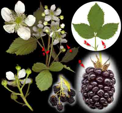  ,   ,    Rubus caesius L.