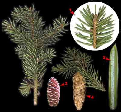  ,    Picea pungens Engelm.