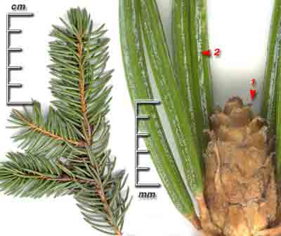  ,    Picea pungens Engelm.