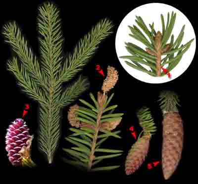  ,    Picea abies (L.) Karst. (P. excelsa (Lam.) Link)