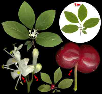  ,    Lonicera xylosteum L.