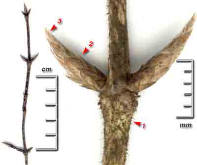  ,    Lonicera xylosteum L.