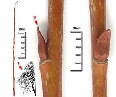  ,  , ,   Salix alba L.