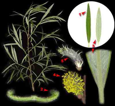    Salix viminalis L. (S. gmelinii Pall.)