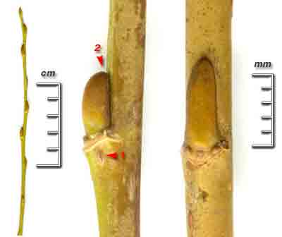    Salix viminalis L. (S. gmelinii Pall.)