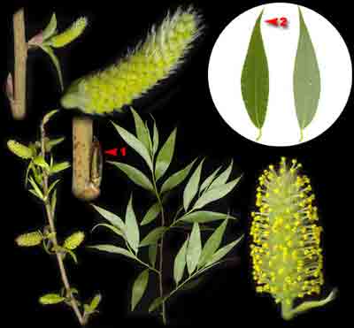  ,    Salix fragilis L.