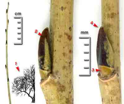  ,    Salix fragilis L.