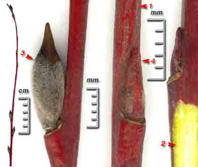  ,  ,  ,  , ,   Salix acutifolia Willd.