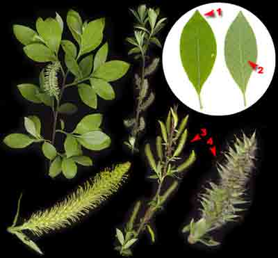  ,    Salix cinerea L.