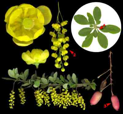    Berberis vulgaris L.