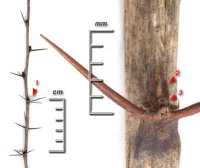    Berberis vulgaris L.