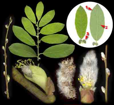    Salix aurita L.