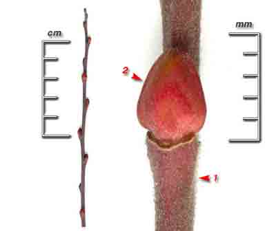  ,    Salix myrsinifolia Salisb. (S. nigricans Smith)