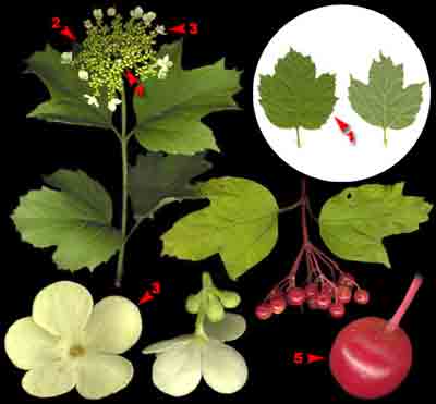  ,    Viburnum opulus L.