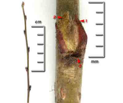    Cotoneaster melanocarpus Fisch. ex Biytt.