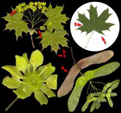  ,    Acer platanoides L.