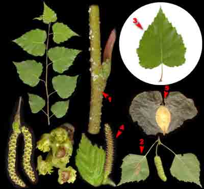  ,    Betula pendula Roth (. verrucosa Ehrh.)