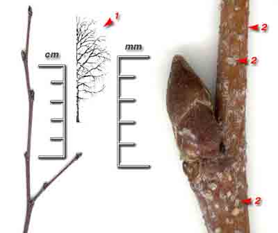  ,    Betula pendula Roth (. verrucosa Ehrh.)