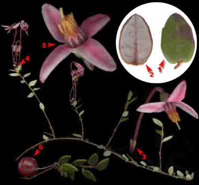    Oxycoccus palustris Pers. (Oxycoccus quadripetalus Gilib., Vaccinium oxycoccos L.)