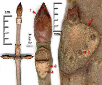     Aesculus hippocastanum L.