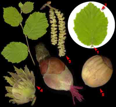  ,    Corylus avellana L.