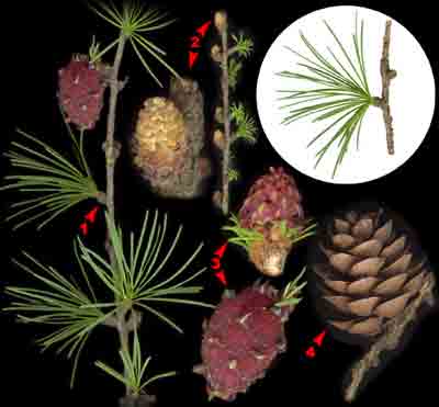  ,    Larix decidua Mill.