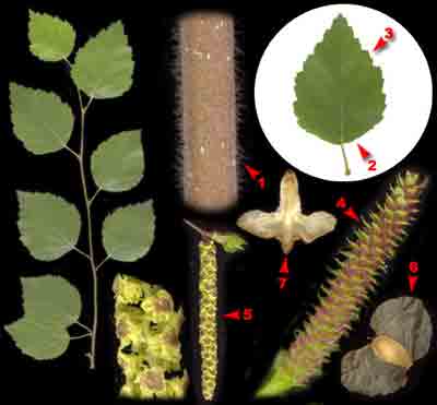    Betula pubescens Ehrh.