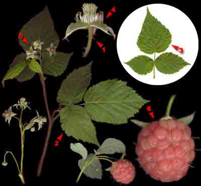    Rubus idaeus L.