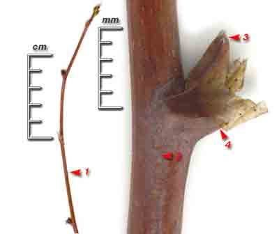    Rubus idaeus L.