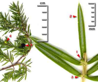    Juniperus communis L.