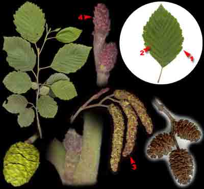    Alnus incana (L.) Moench