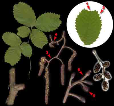  ,    Alnus glutinosa (L.) Gaertn.