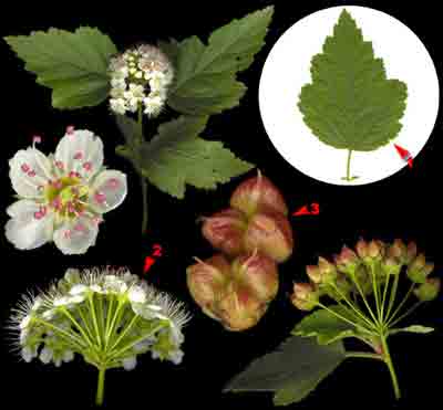    Physocarpus opulifolius (L.) Maxim.