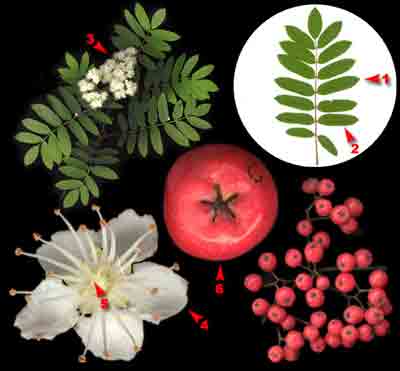    Sorbus aucuparia L.