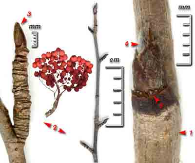    Sorbus aucuparia L.