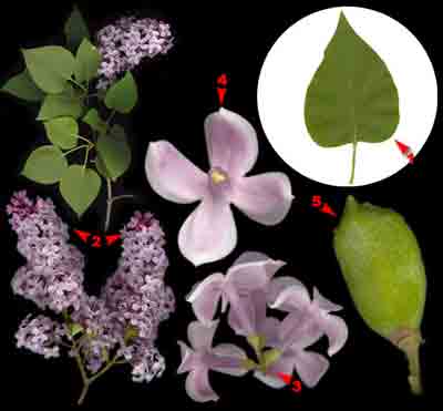    Syringa vulgaris L.